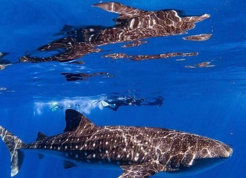 Other Photo